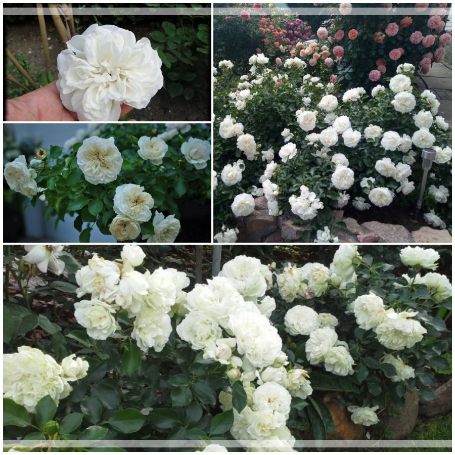 White Meidiland róże okrywowe